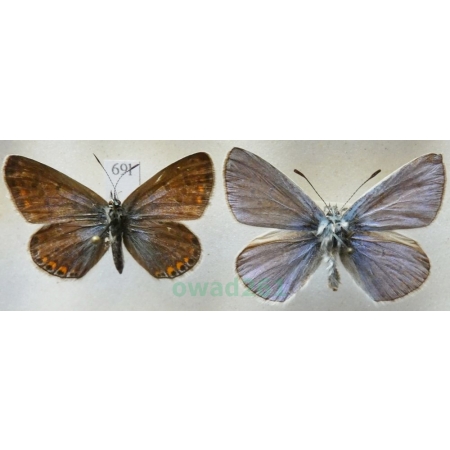 Polyommatus icarus (Rottemburg, 1775) pair Modraszek ikar Czech69l